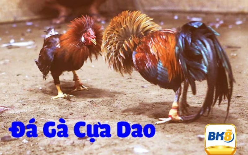 Tổng hợp luật chơi chọi kê cựa dao